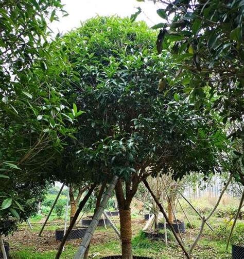 桂花種植土壤|如何种植适合桂花的土壤（桂花的生长环境及所需土壤。